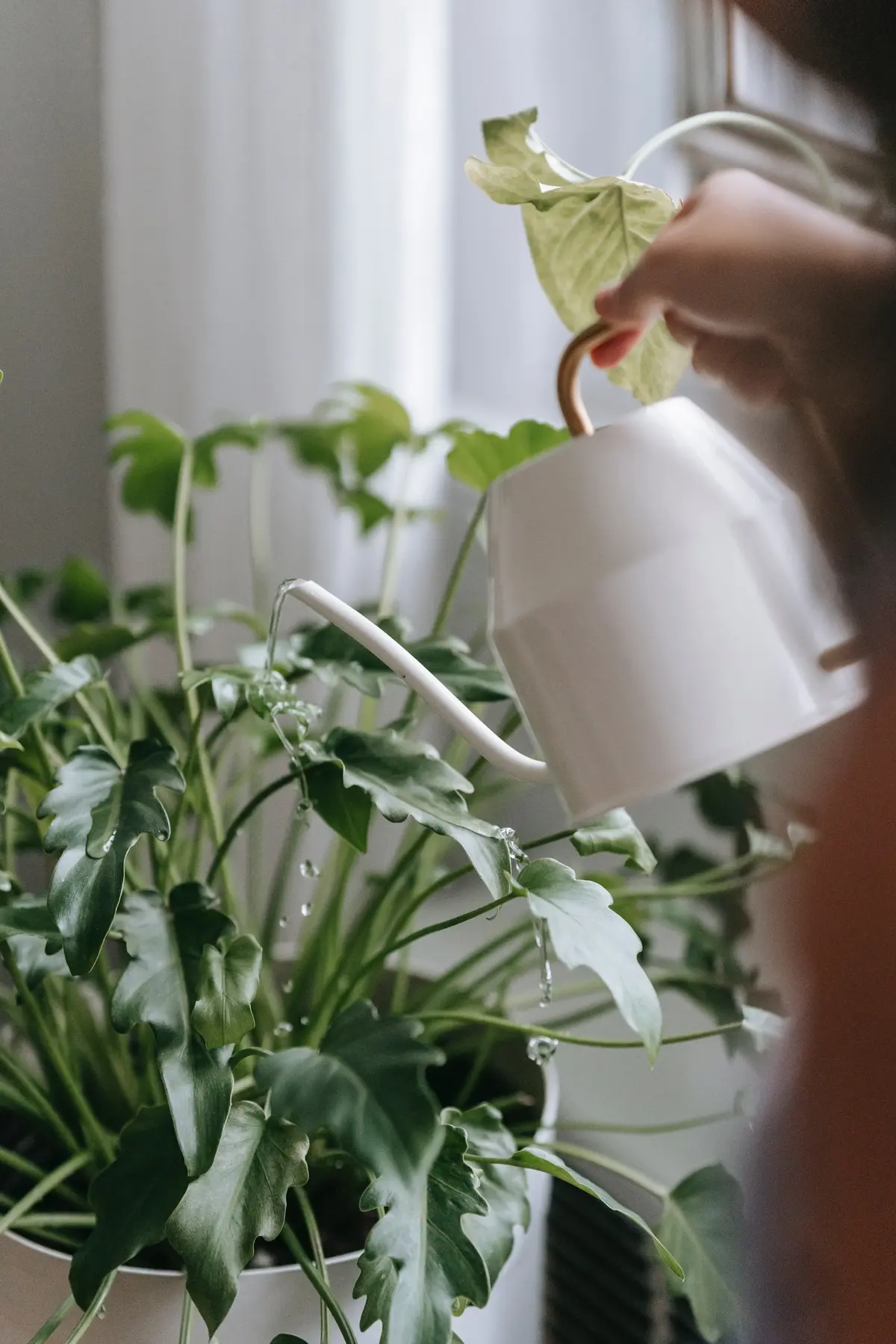 does potato water help plants grow