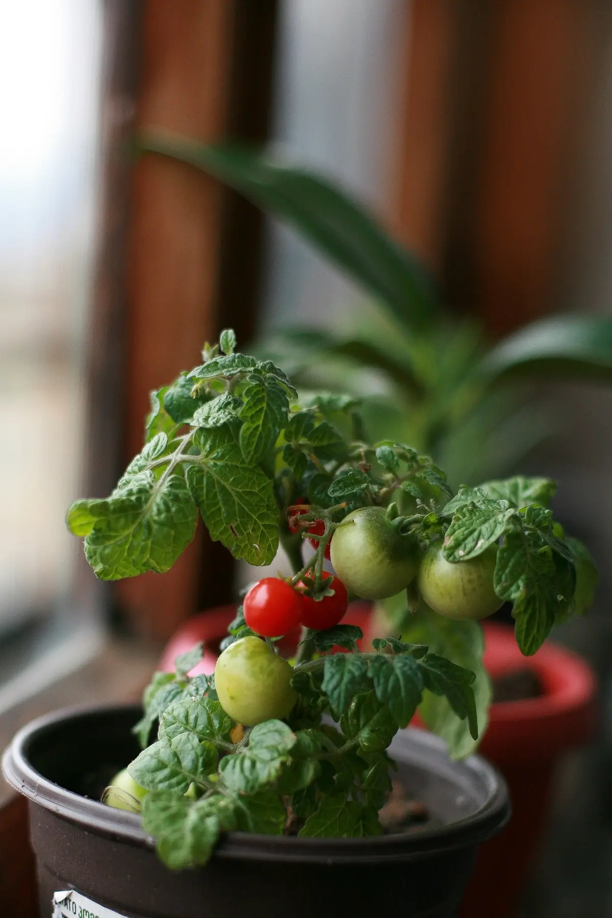 is pasta water good for tomato plants
